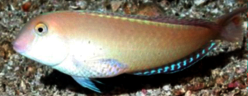 Xyrichtys novacula_00000002